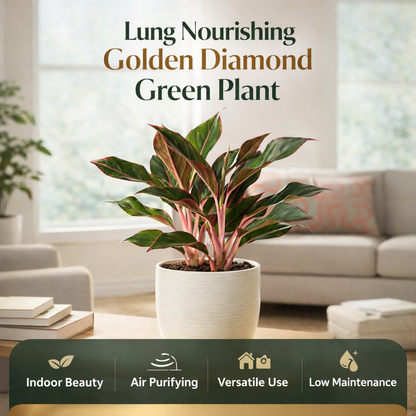 Lung Nourishing Golden Diamond Green Plant 🌿