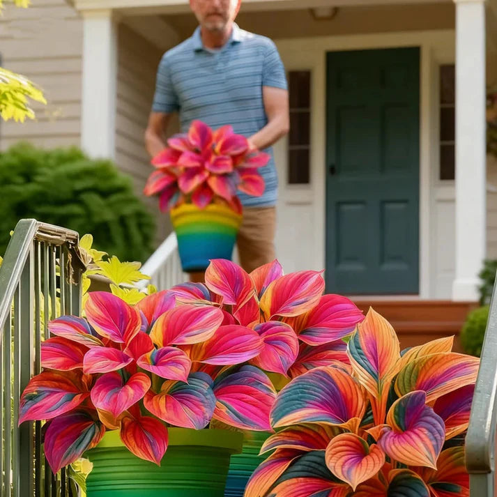 Rare Multicolor Hosta Seeds + Free Plant Growth Boost Supplement