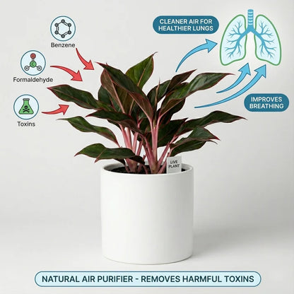 Lung Nourishing Golden Diamond Green Plant 🌿