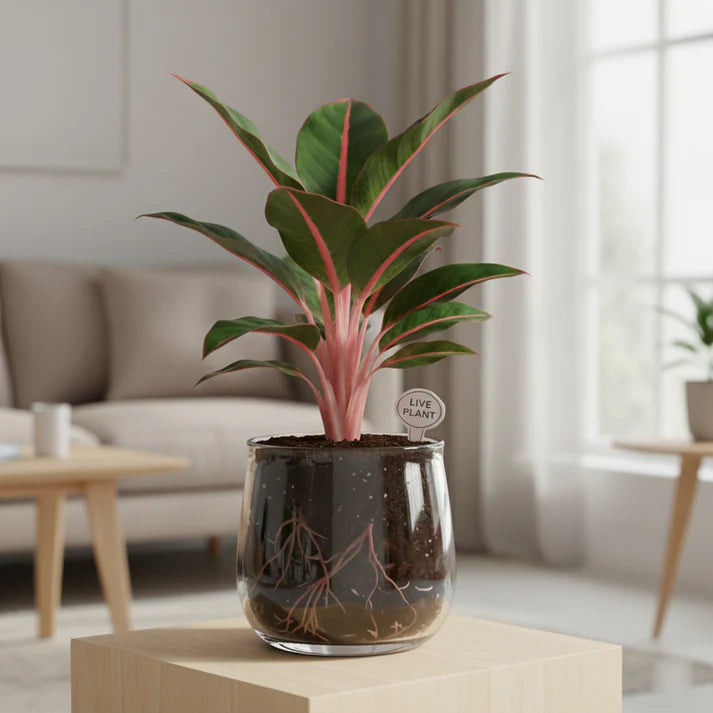 Lung Nourishing Golden Diamond Green Plant 🌿