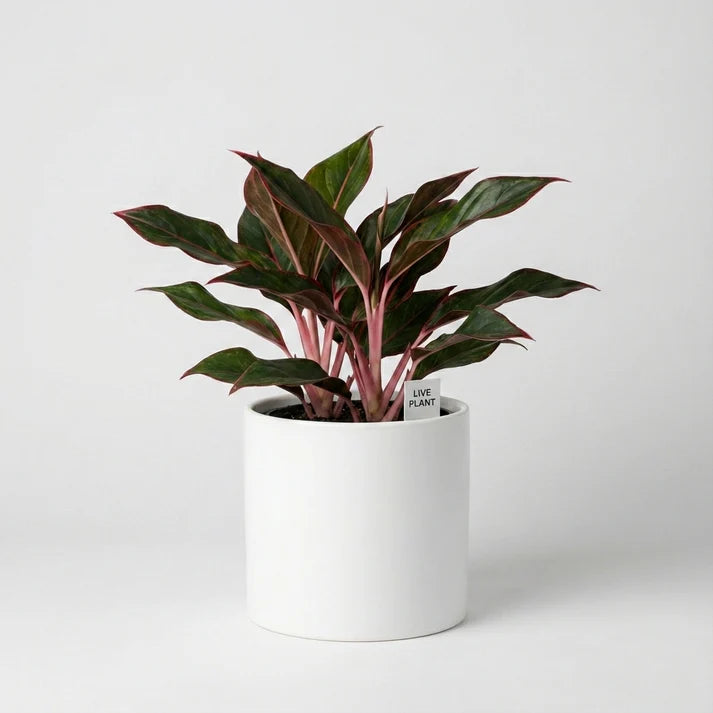 Lung Nourishing Golden Diamond Green Plant 🌿